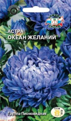 Астра Океан желаний (пионовидная)