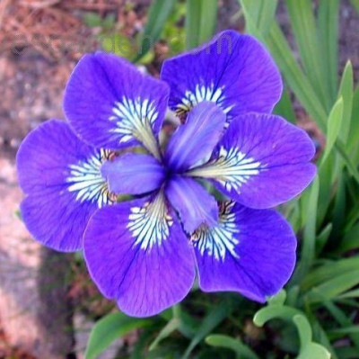 Ирис сибирский Ай Си Старз (1шт) 2531