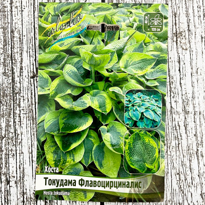 Хоста ТОКУДАМА ФЛАВОЦИРЦИНАЛИС