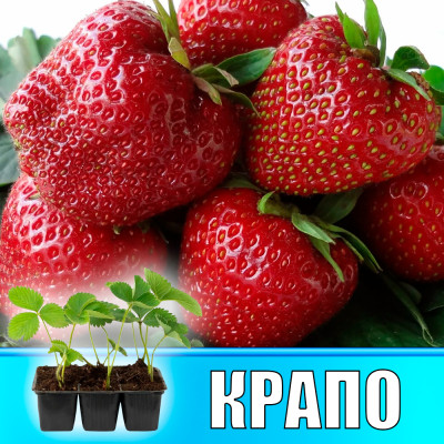 Земляника (Клубника) Крапо в кассете