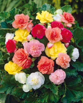 Бегония Микс (2шт) 5632