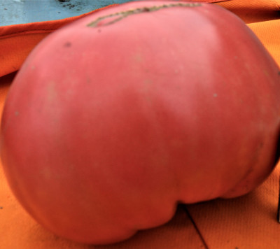 Томат Сызранская роза (20шт)....