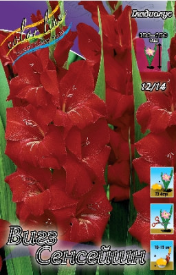 Гладиолус Вигз Сенсейшн 12/14 (1шт) 1578