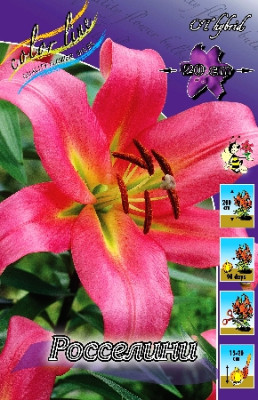 Лилия Росселини (1шт) 3126