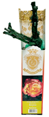 Роза шраб Бонанза bonanza