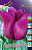 Тюльпан Пассионале (1шт) 3417