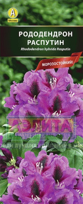 Рододендрон гибридный Распутин