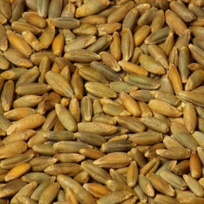 Рожь Восход озимая 1кг