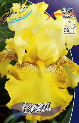 Ирис Германский Баквит (1шт) 4697