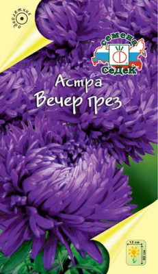 Астра Вечер грез