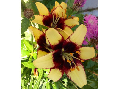 Лилия Бамблби (1шт) 7186