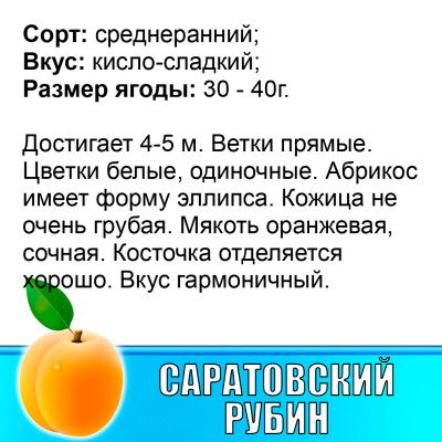 Абрикос Саратовский Рубин
