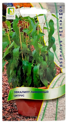 Эвкалипт ЛИМОННЫЙ ЦИТРУС ПОИСК