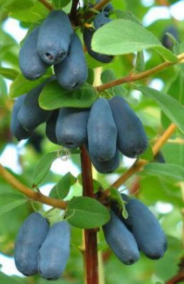 Жимолость Ленинградский Великан