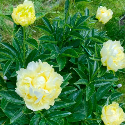 Пион Голд Майн (1шт) 1110