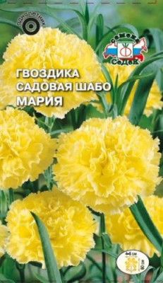 Гвоздика Шабо Мария садовая