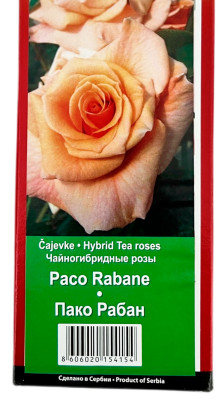 Чайногибридная роза ПАКО РАБАН PACO RABANE