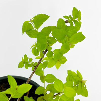 Спирея Зен Спирит Карамель (Zen Spirit Caramel) 3