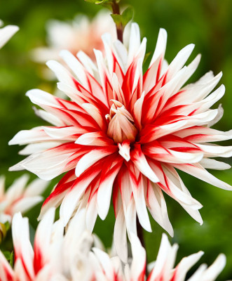 Георгин Катчинг Файр (1шт) D-005