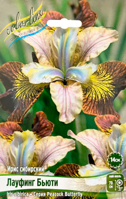 Ирис Лауфинг Бьюти (1шт)