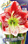 Амариллис Фламенко Куин (1шт) 7511