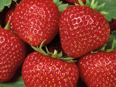 Земляника (Клубника) Диамант в кассете