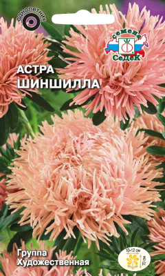Астра Шиншила (художественная,лососево-розовая)