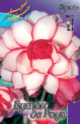 Бегония Гибридная Бутон де Роуз (1шт) 886