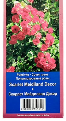 Почвопокровная роза СКАРЛЕТ МЕЙДИЛАНД ДЕКОР