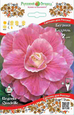 Бегония Кадриль (1шт) 130726