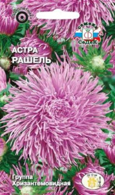 Астра Рашель (коготковая, темно-пурпурная)