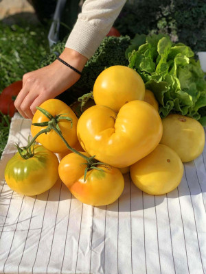 Томат Ярило 5шт