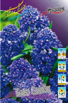 Мускари Блю Спайк (10)