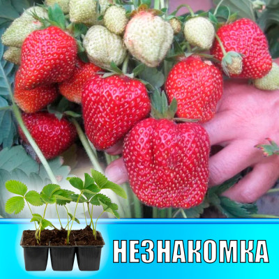 Земляника (Клубника) Незнакомка в кассете