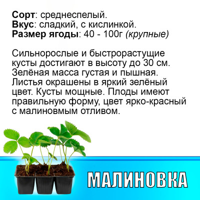 Земляника (Клубника) Малиновка в кассете