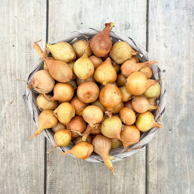 Лук севок ЛЮБИМЕЦ УРАЛА ШАЛОТ