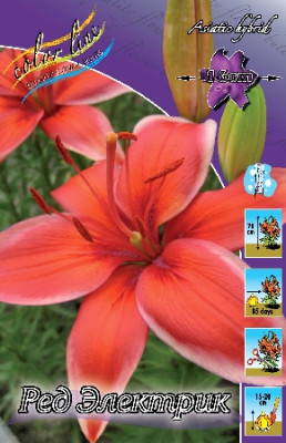 Лилия Ред Электрик (1шт) 210