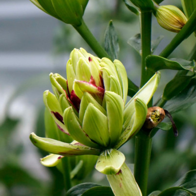 Лилия Мистери Дрим (1шт)