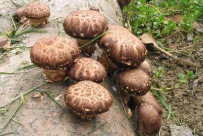 Грибы Шиитаке (1 уп. - 20 древесных носителей мицелия)