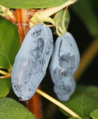 Жимолость Бакчарский Великан 5697