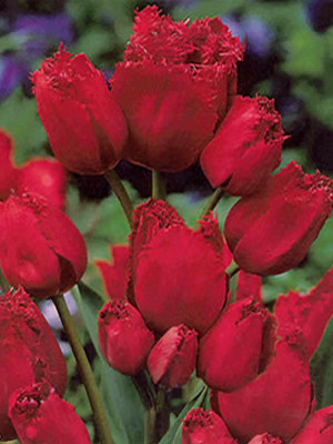 Тюльпан Джипси Лов (1шт) 3356