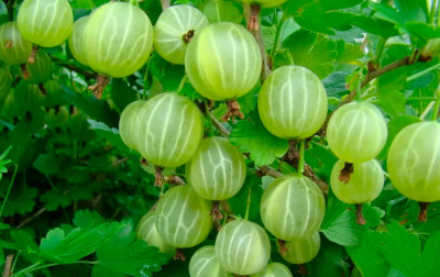 Крыжовник Берилл