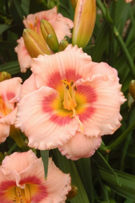 Лилейник Свит Шагур Кенди (1шт) 10788