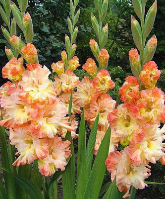 Гладиолус Курск (1шт)