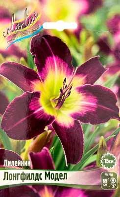 Лилейник Лонгфилдс Модел (Р9)