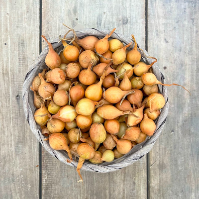 Лук севок МЯЧКОВСКИЙ