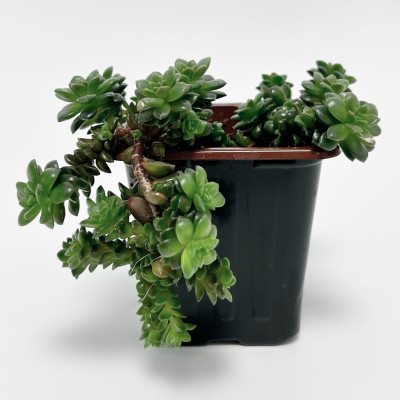 Суккулент саженцы микс