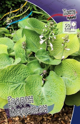 Хоста Голден Медальо (1шт) 3777