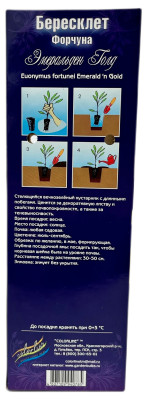 Бересклет Эмеральд Голд (Р9)