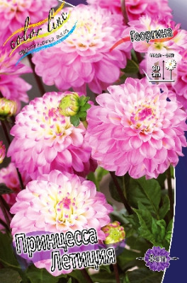 Георгина Принцесса Летиция низк. (1шт) 3645